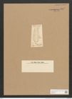 Surirella ichtyocephala Rabh. (de-Toni-Nr.: Genus 53, Species 2245) Zeichnungen Sammlung Grunow Nr. 4672 (NHMW-BOT-W0372741)